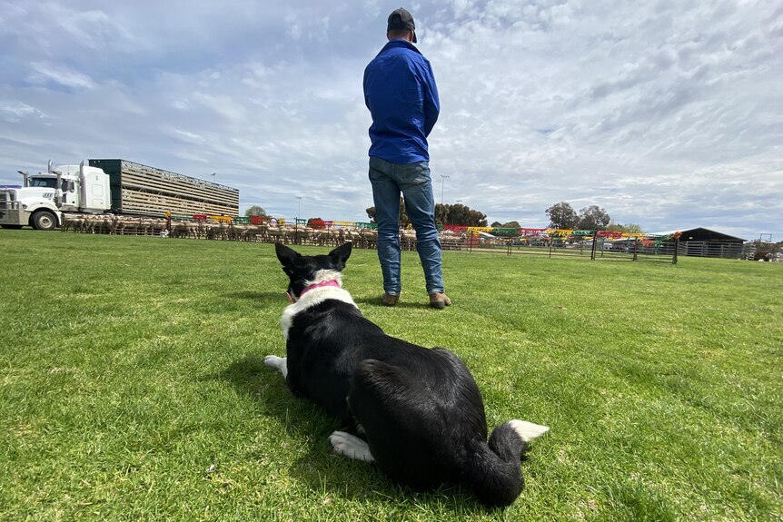 Peter Barr wears a blue shirt with a cap standing on grass while his kelpie lies down.