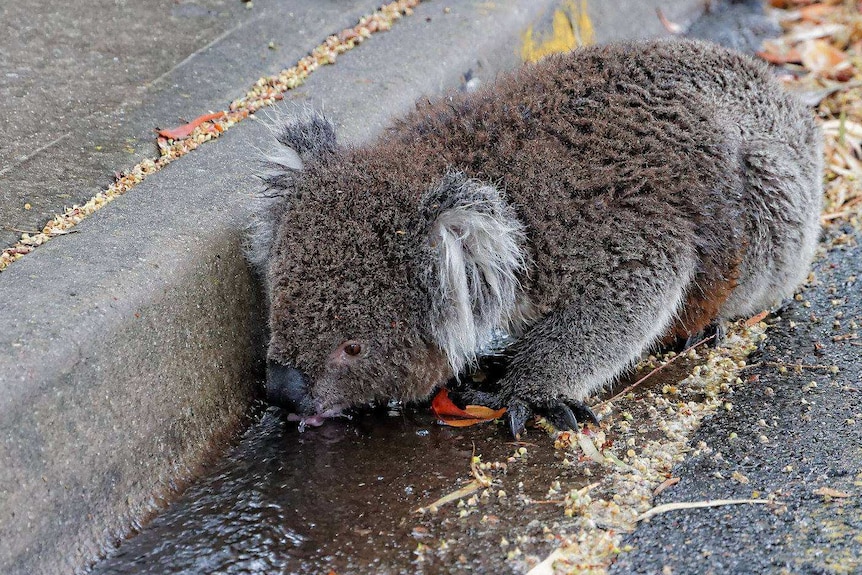 Koala takes a sip from the side of the road