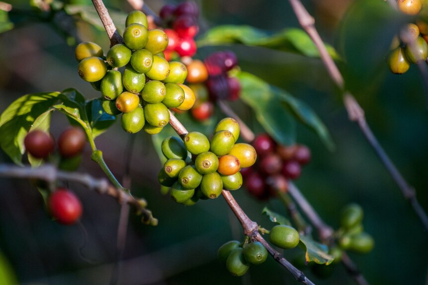Coffee berries of different ripeness hang from a tree. There's red and green berries in the foreground.