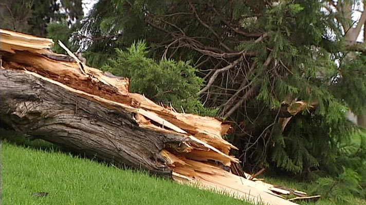 Tree uprooted at the Shrine of Remembrance