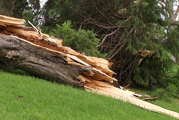 Tree uprooted at the Shrine of Remembrance