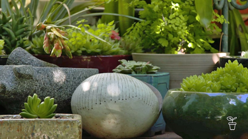 Collection of potted plants and sculptures in shady garden