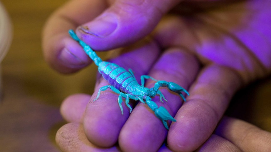 A hand holds a scorpion which is glowing blue