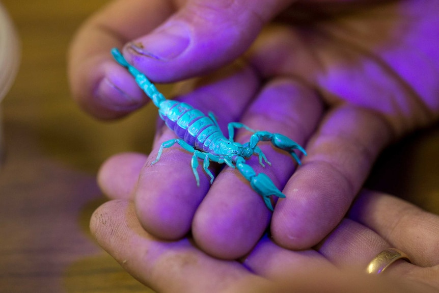 A hand holds a scorpion which is glowing blue