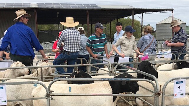 Dorpa ewes and rams in pens just before the van Niekerk family's annual stud sale.