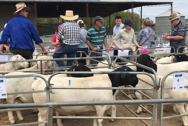 Dorpa ewes and rams in pens just before the van Niekerk family's annual stud sale.