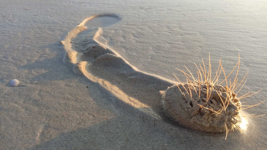 A heart urchin will long spines leaves a track in the wet beach sand.