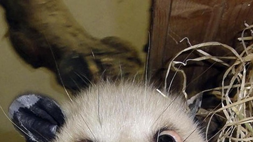 Heidi the cross-eyed opossum poses for a photo in Leipzig Zoo