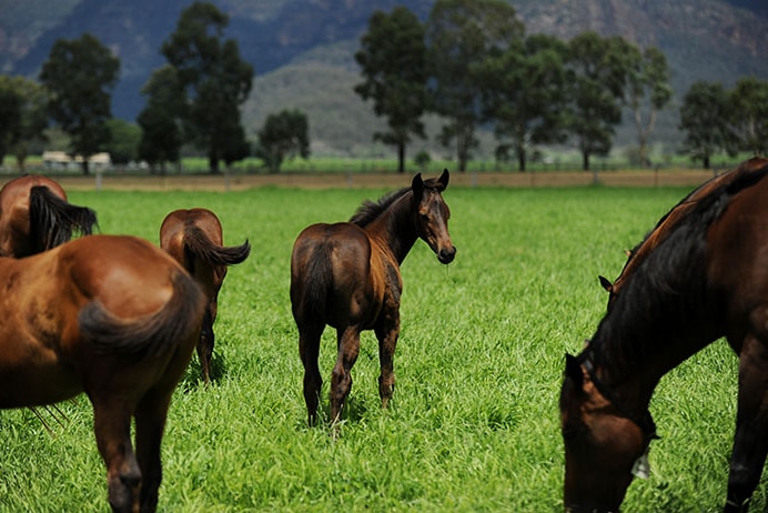 Horses in paddock at Bylong Valley in NSW