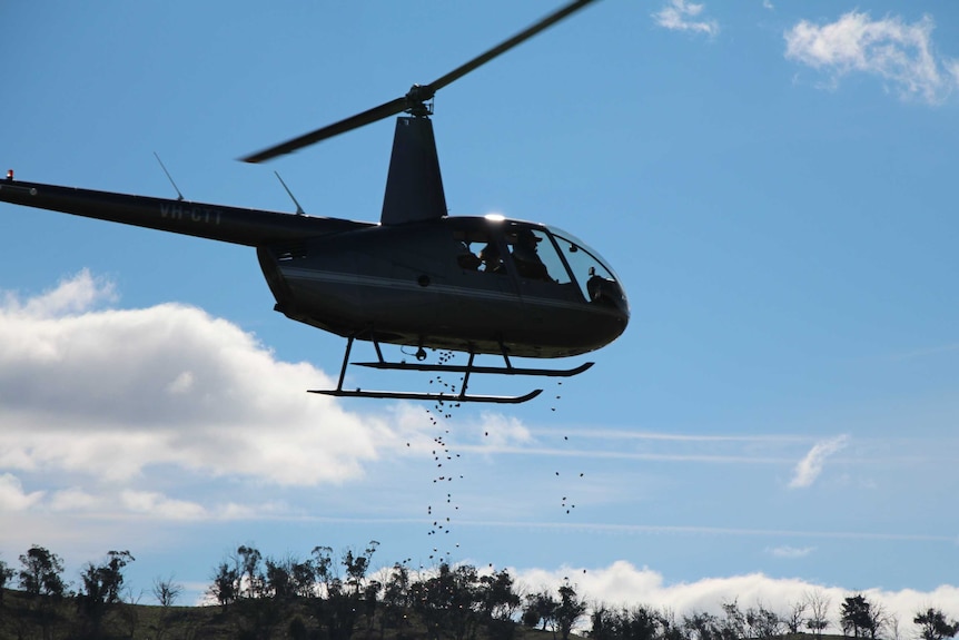 Chocolate Easter eggs are dropped from a helicopter at the polo match