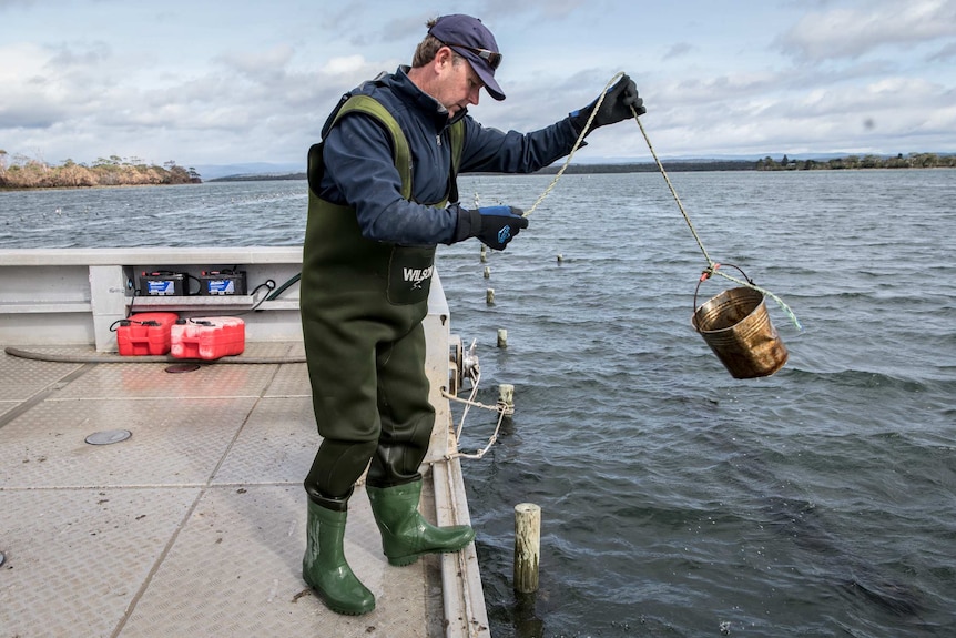 Ian Melrose with an oyster bucket in water.