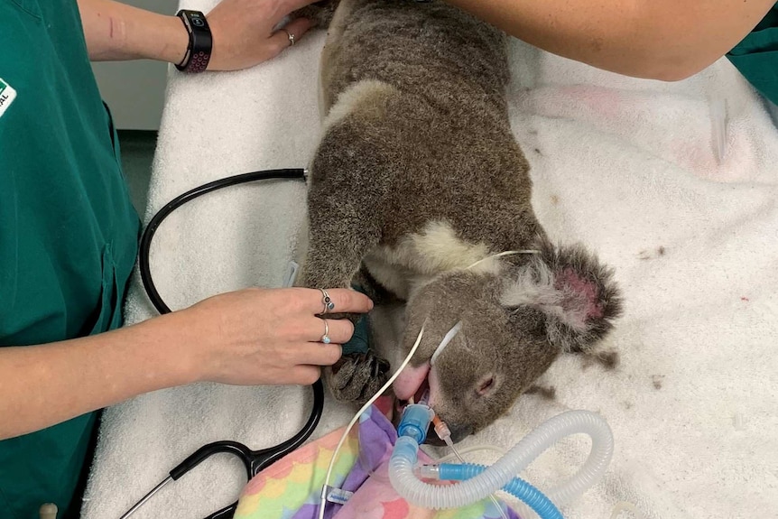 a koala on surgery table