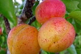 apricots ready to be picked