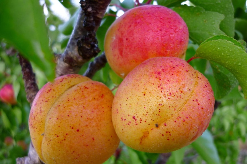 apricots ready to be picked