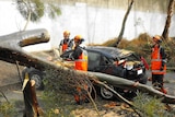 SES volunteers remove a tree from a damaged car.