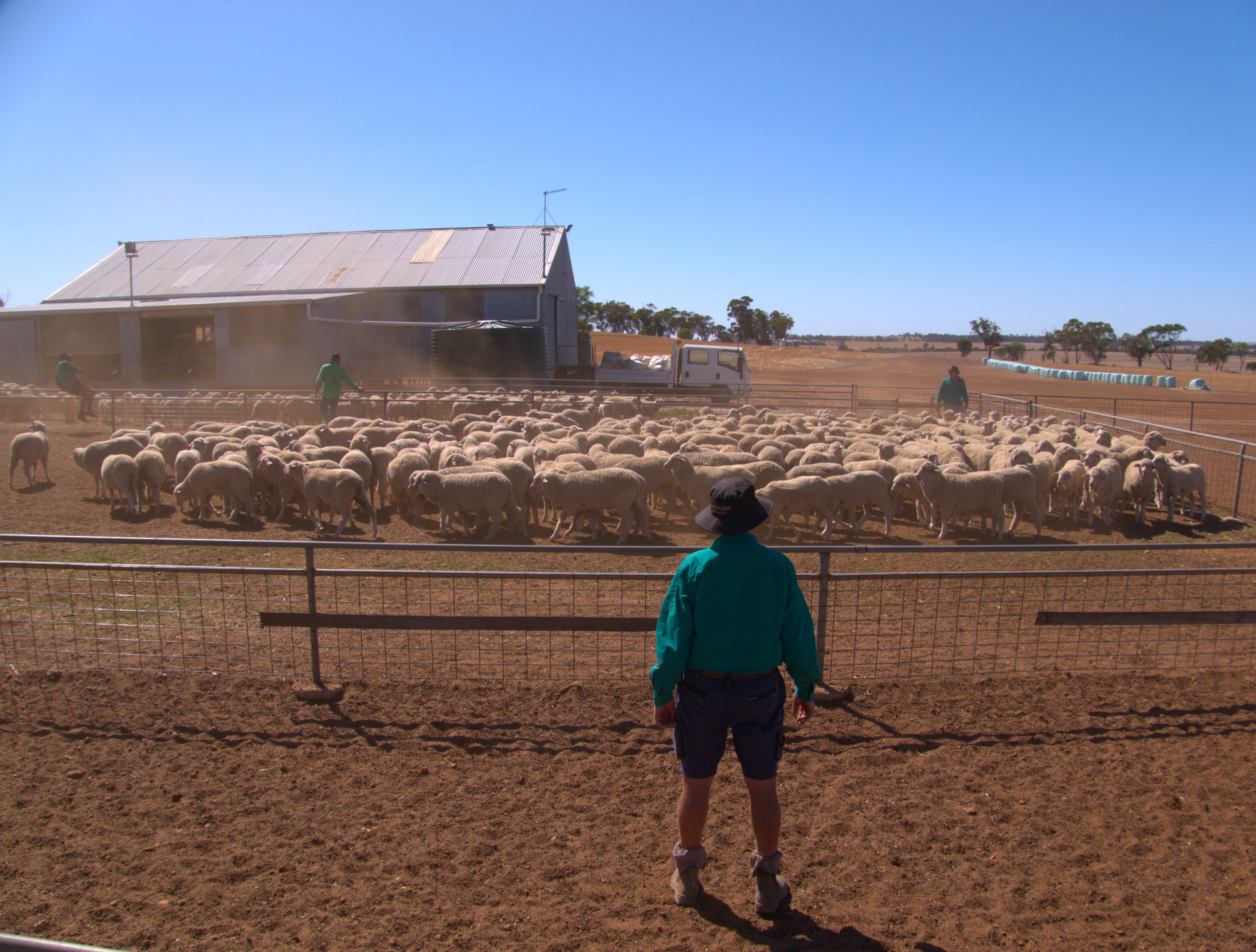 A man in a green shirt looking over sheep in a dusty pen.