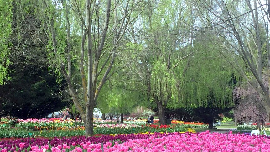 Garden of tulips in full bloom