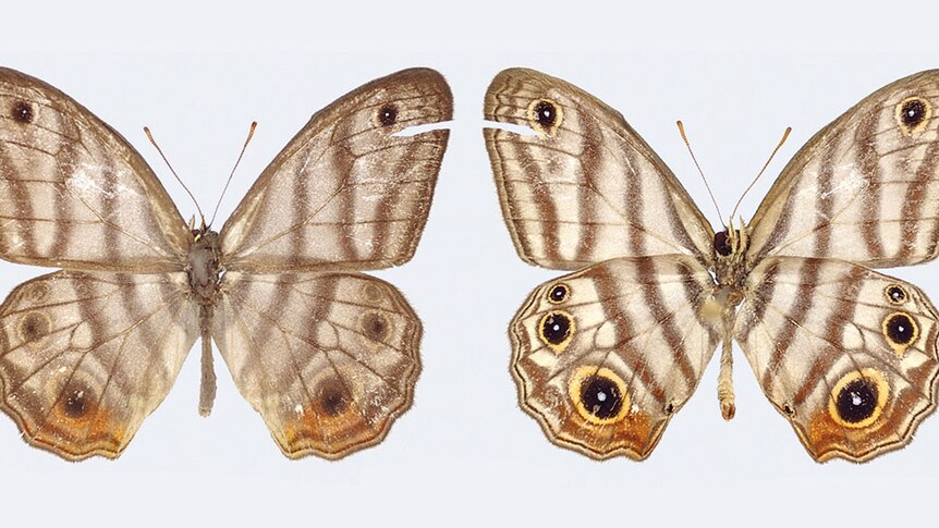 Attenborough's black-eyed satyr butterfly
