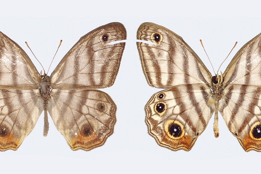 Attenborough's black-eyed satyr butterfly