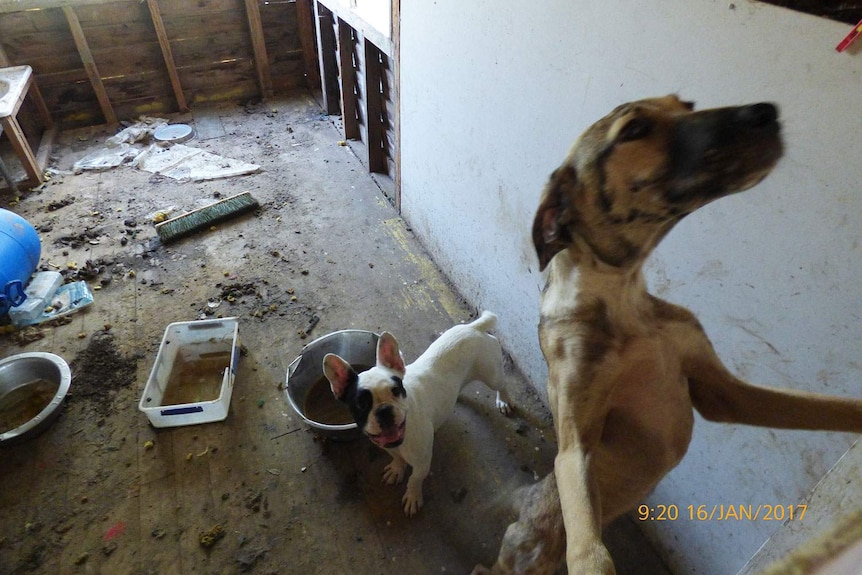 Two dogs found in squalid conditions at a property at an alleged puppy farm at Glenarbon