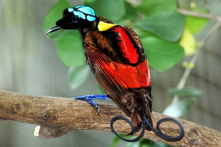 A brightly coloured bird, with a blue on it's head, red on it's back and a curled tail