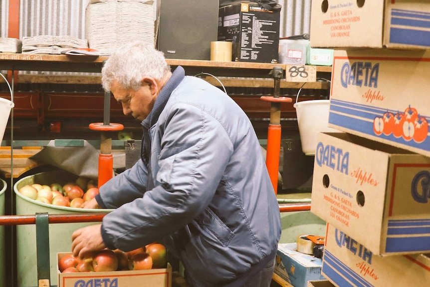 Guy Gaeta sorts apples in a warehouse of his farm.