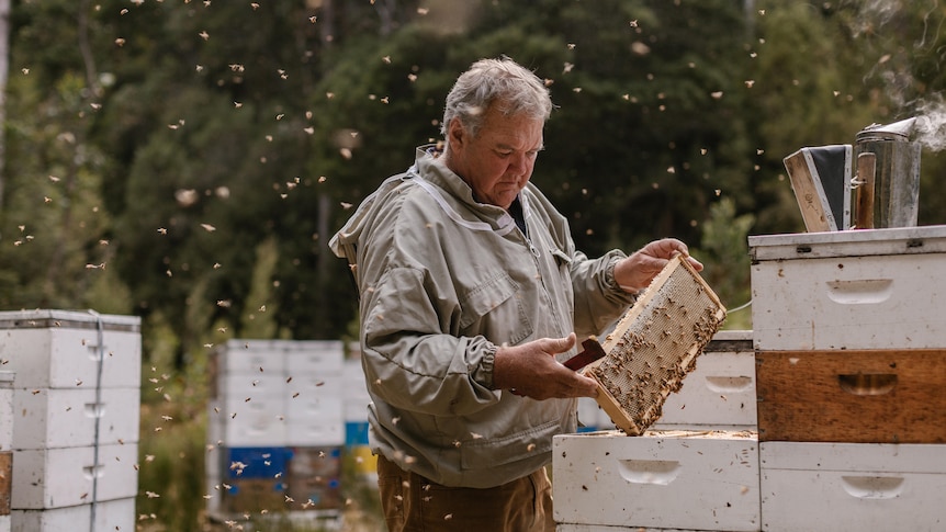 Tasmanian beekeepers urged to stay vigilant after mainland abandons ...