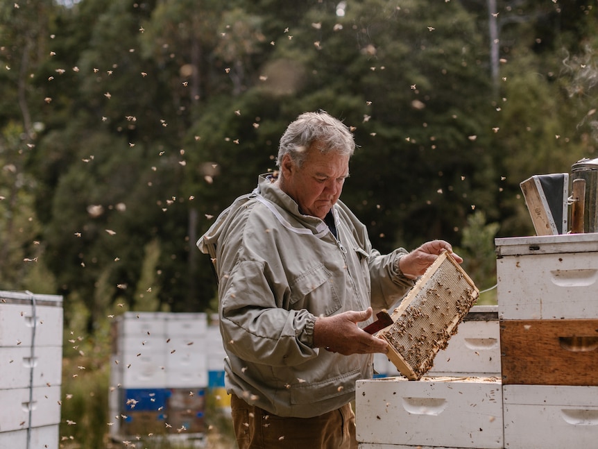 A man stands with a small hive of bees in a forest setting.