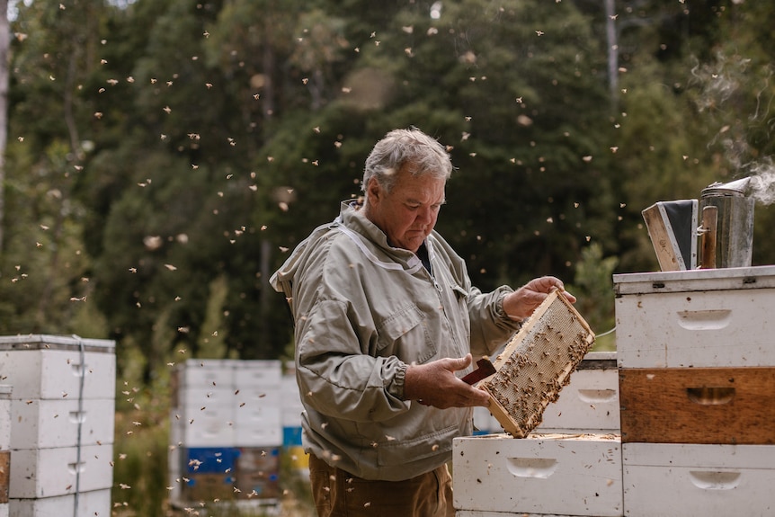A man stands with a small hive of bees in a forest setting.