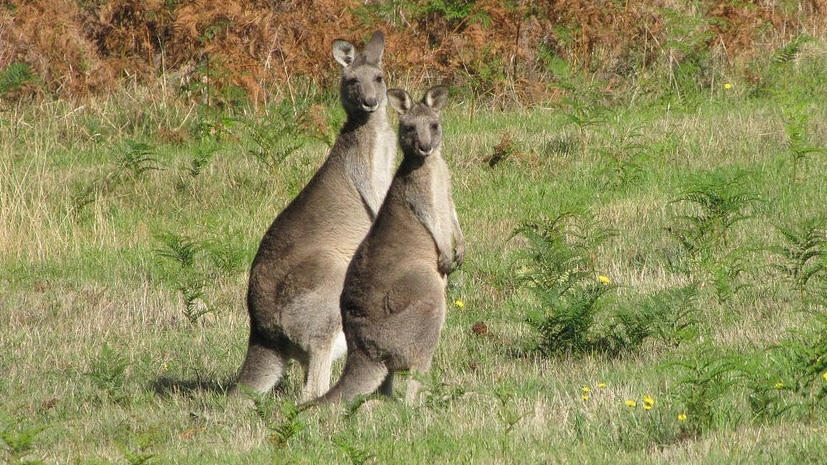 Kangaroos stop and watch