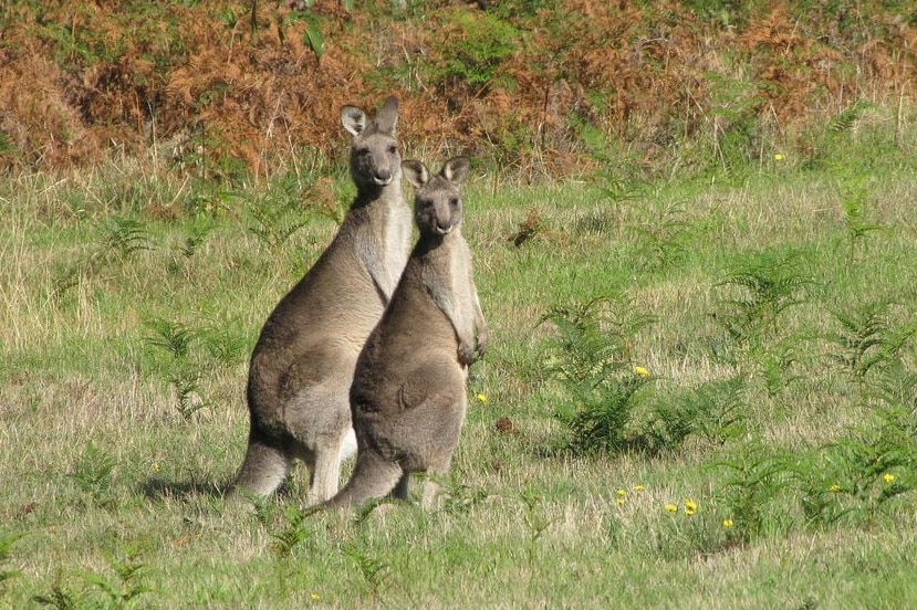 Kangaroos stop and watch