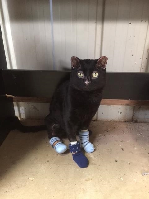 A cat with his feet bandaged sits in front of a tin wall.