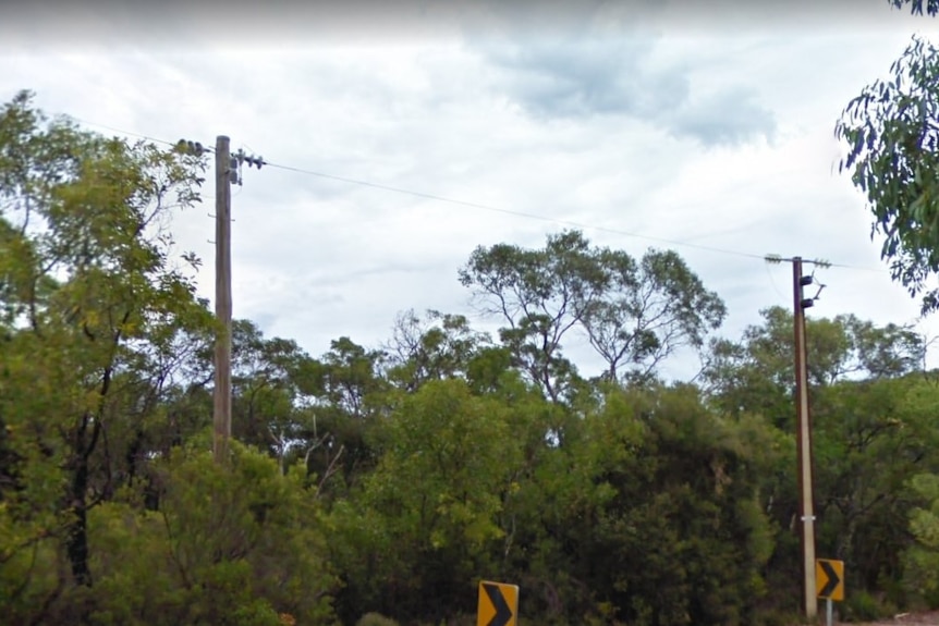 Two power poles side by side among trees, one made of wood, the other of concrete