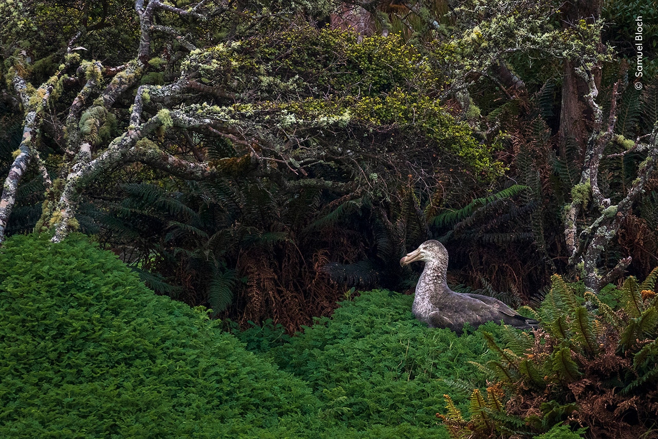 A northern giant petrel sits on its nest 