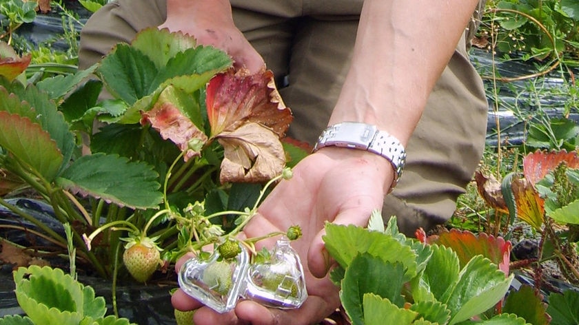 Hands holding strawberries growing in a heart-shaped case.