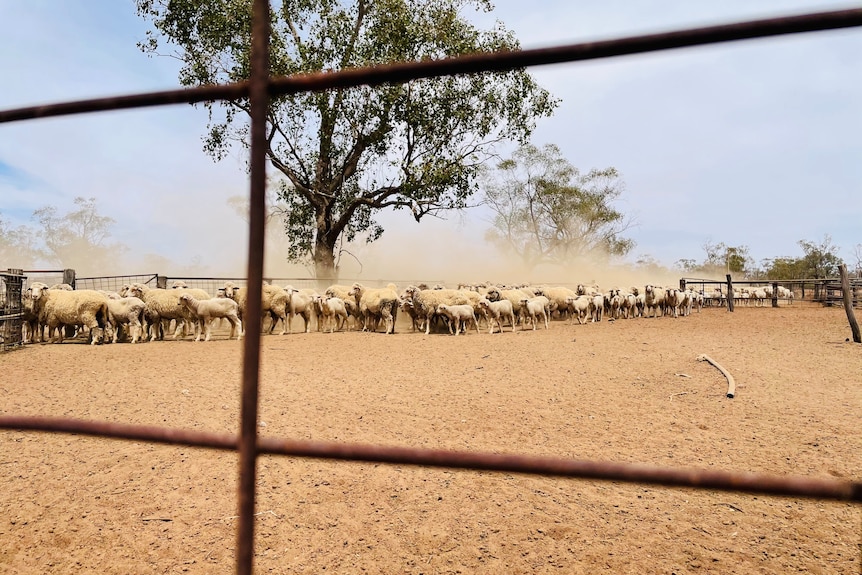 Sheep walking through dusty sheep yards with a dust cloud behind the mob