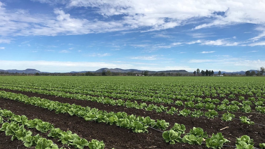 A field of green food plants.