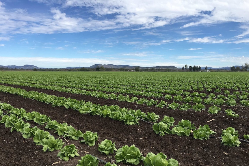 A farm with rows of lettuces.
