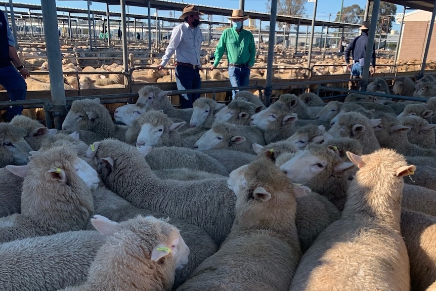 Lambs penned tightly at Wagga saleyards with people standing, masks on, against fence