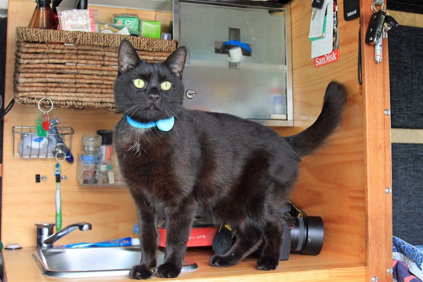 A black cat with bright eyes on a bench in a campervan