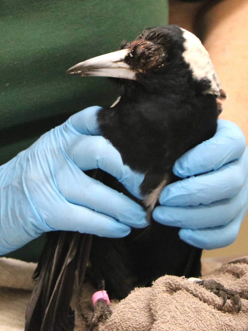 A wildlife carer wearing blue gloves tends to a sick magpie.