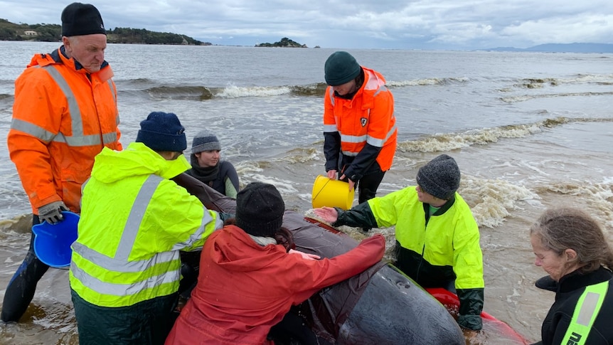 A man watches a team of volunteers try to save a beached whale