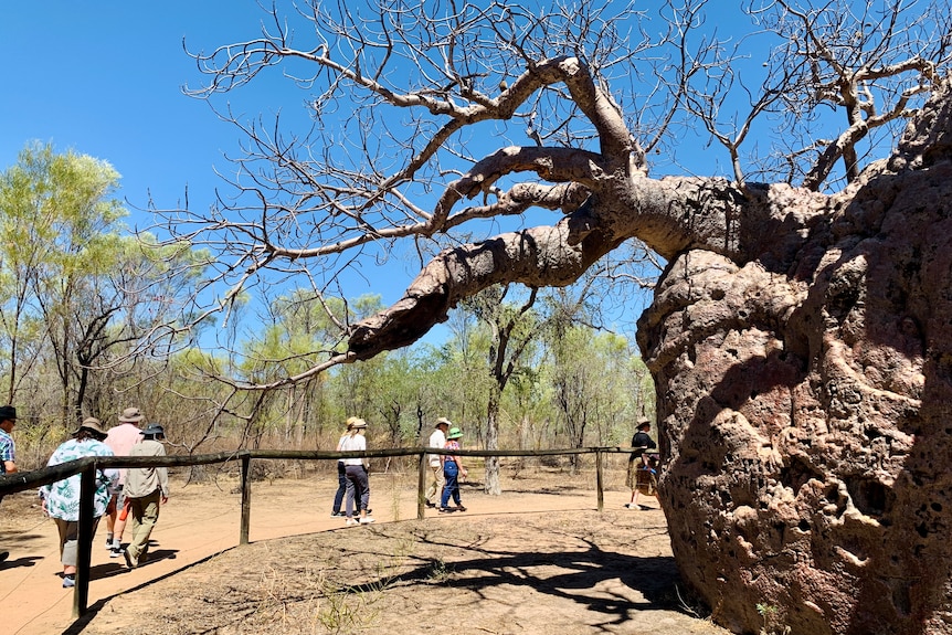 A huge boab tree is surrounded by a wooden fence and people are walking around it.