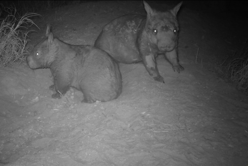 A black and white trail cam photo of two wombats, one larger than the other. 