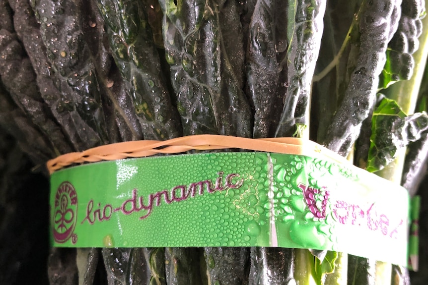 A close-up photo of a biodynamic label on a bunch of kale.