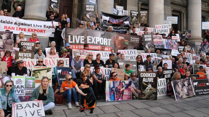 Protesters from the Adelaide Against Live Export community.