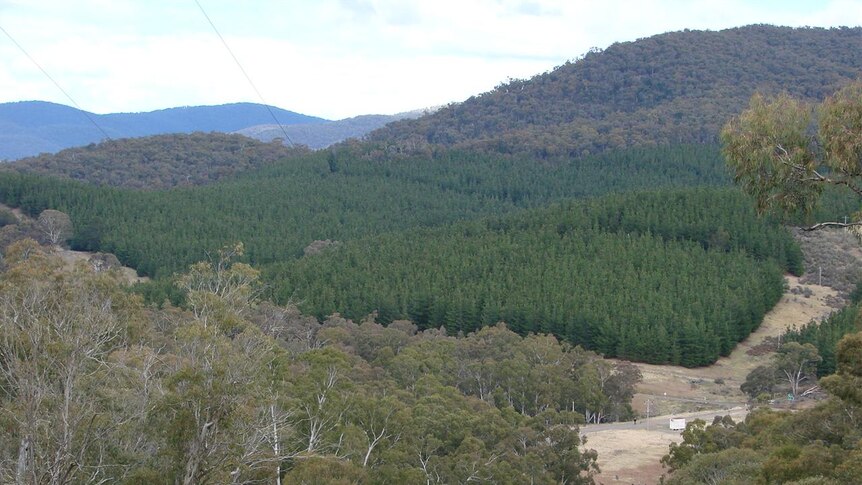 Willmott softwood pine plantation next to native forest