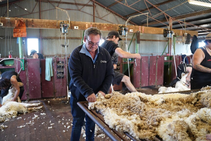 A man named Darren Spencer inspects a wool fleece on a table.