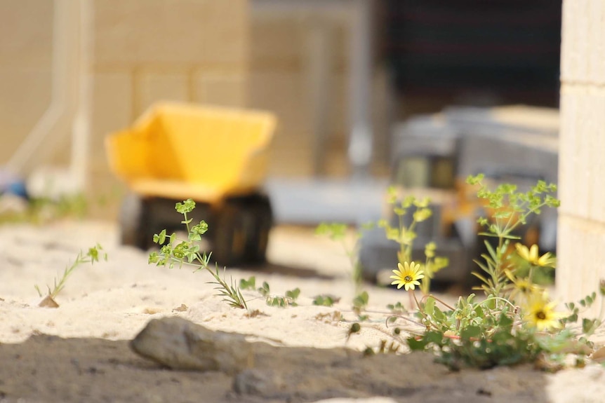 Toys in sand outside a house with green planst in the foreground.