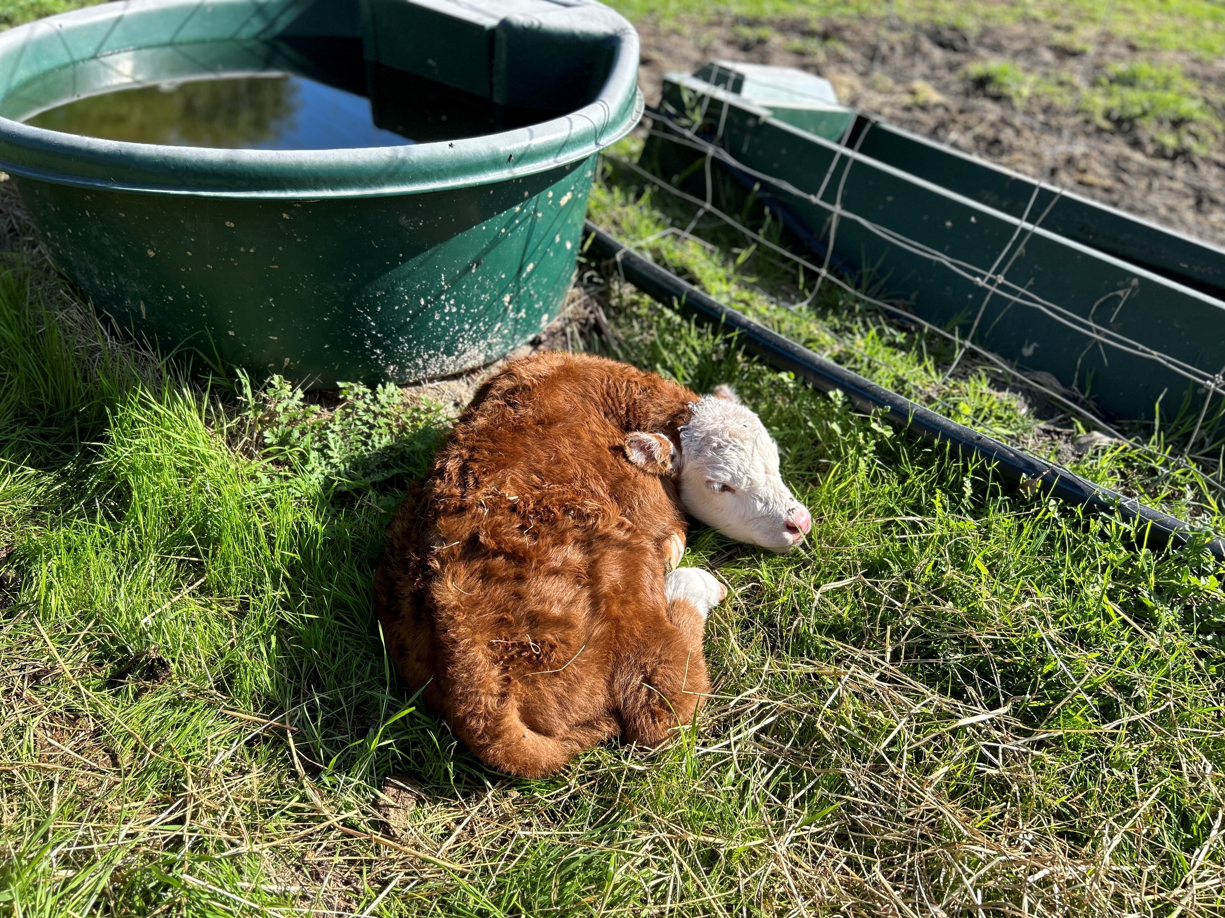 Miniature Herefords Cattle Breeders Under The Pump…